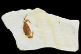 Fossil Pea Crab (Pinnixa) From California - Miocene #105037-1